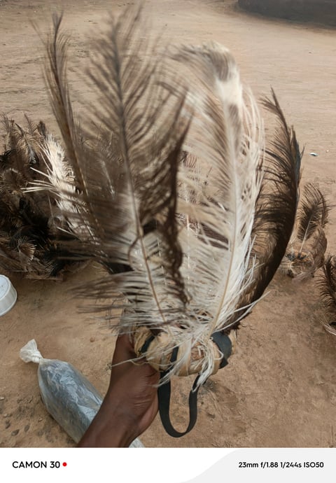 Hand holding large feathers with brown and white plumage against sandy ground