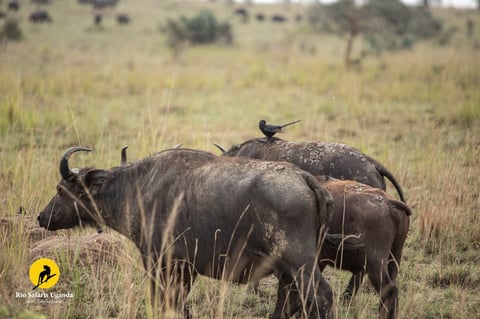 Wildebeest standing in savanna grassland with a bird perched on its back